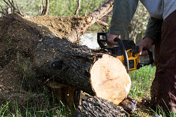 Transform Your Yard with Tampa's Top Expert Tree Service