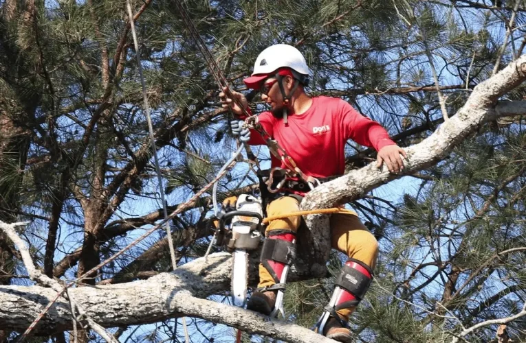 How Tree Trimming Enhances Airflow and Sunlight: A Guide to Healthier Trees and Safer Yards