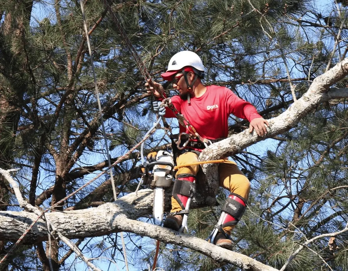 How Tree Trimming Enhances Airflow and Sunlight: A Guide to Healthier Trees and Safer Yards